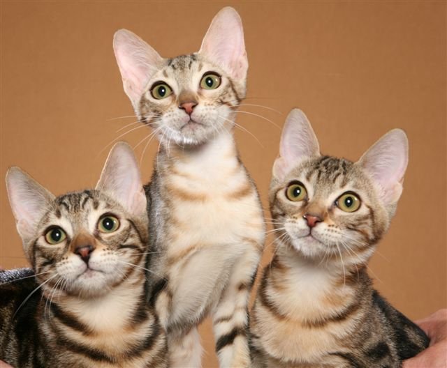 Carácter de los gatos de la raza Sokoke