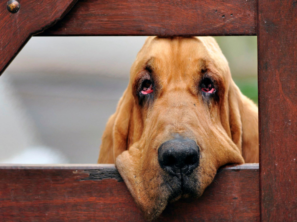 perros de la raza Bloodhound