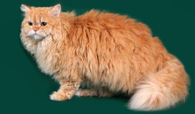 Historia del origen de los gatos de la raza Selkirk Rex