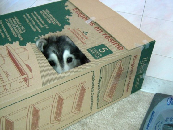 Perro - gato Tally