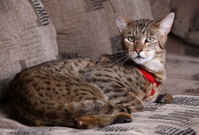 Fuegos artificiales y gato