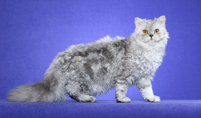Gatos de la raza Selkirk Rex