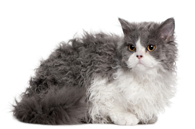 reglas de alimentación para gatos de la raza Selkirk Rex