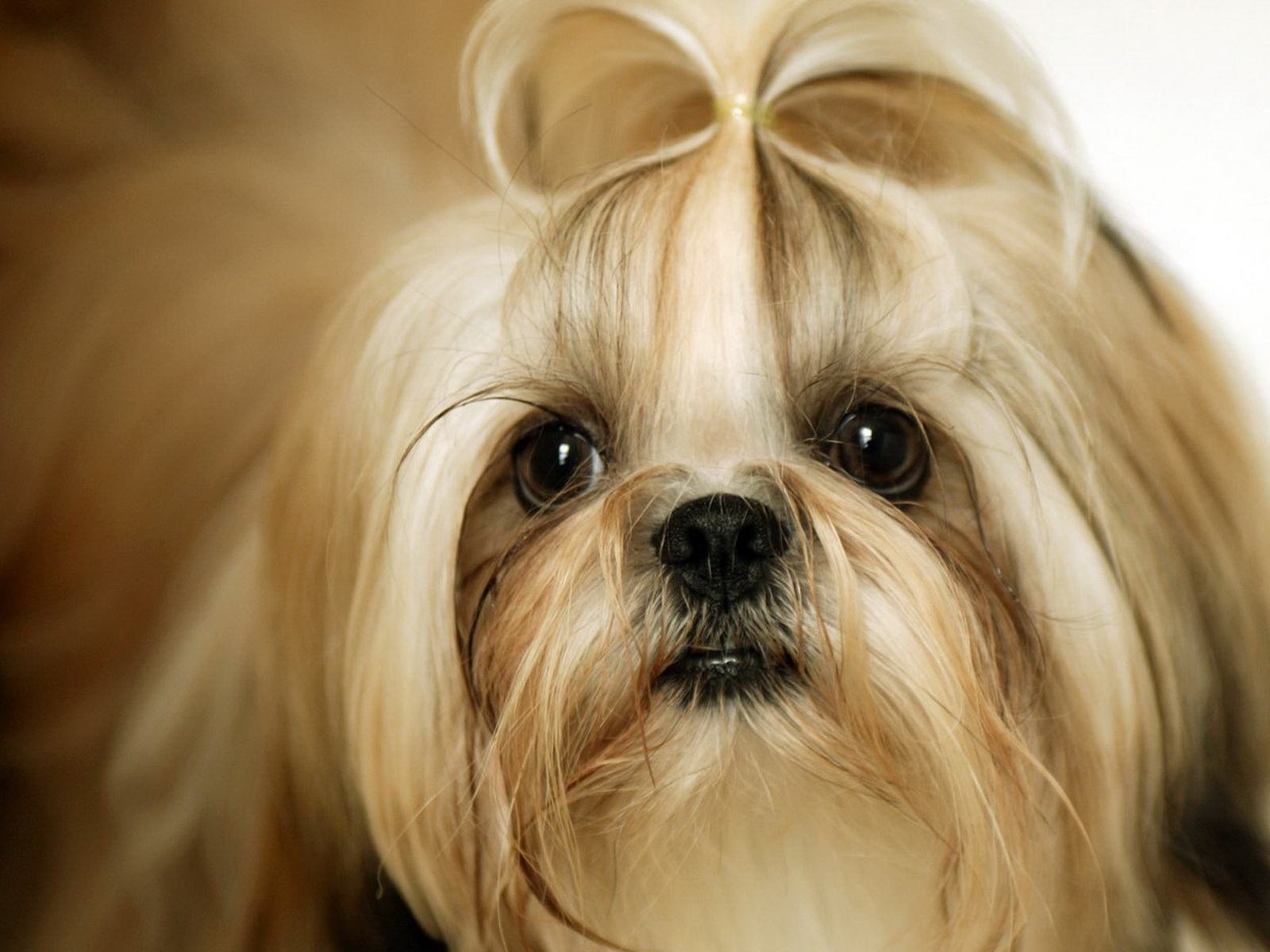Foto de shih-tzu