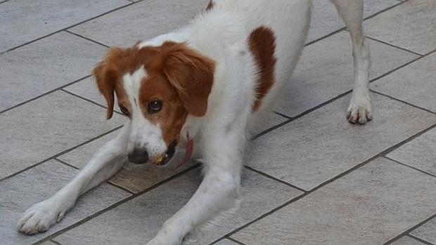 Simpatía entre perros y humanos