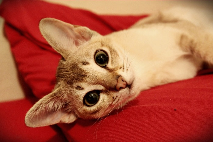 características de los gatos Singapura