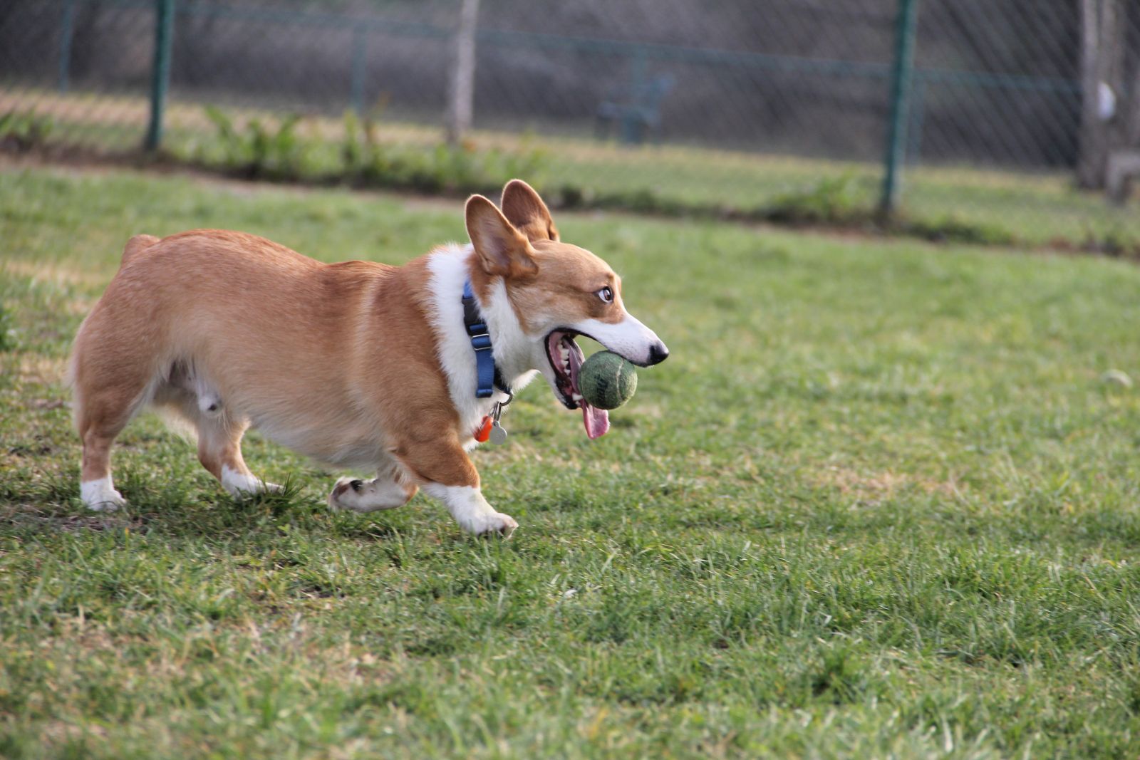 Las imágenes de los objetos son importantes para los perros