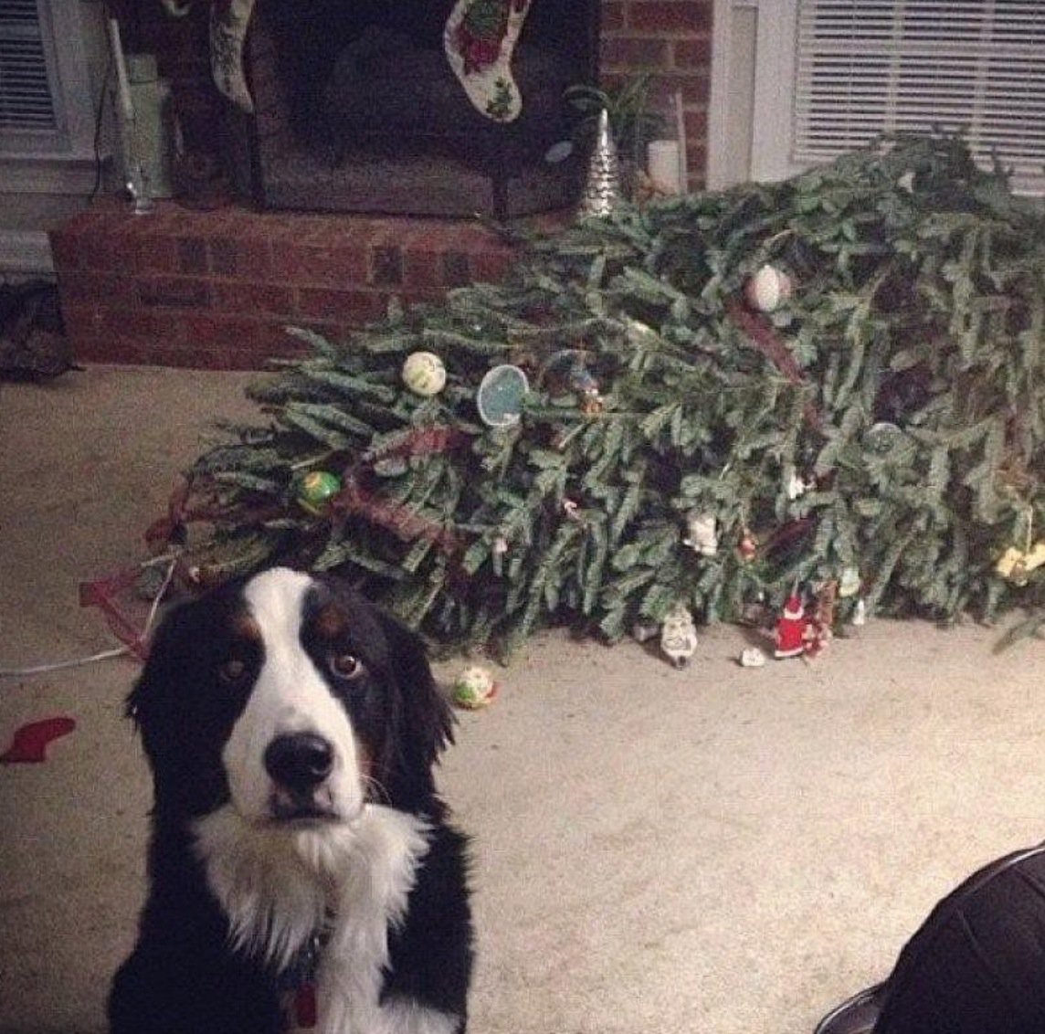 un perro derribó el árbol