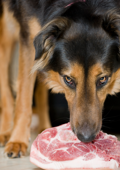 el perro come carne