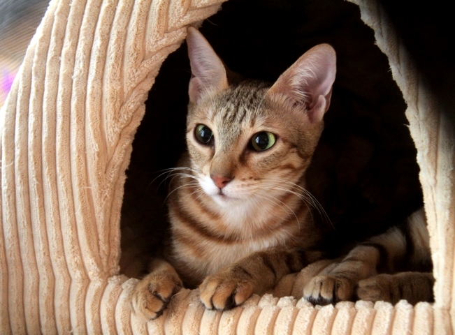Enfermedades de los gatos de la raza Sokoke