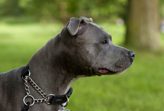 Staffordshire Bull Terrier de perfil