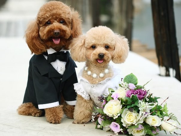 apareamiento de perros