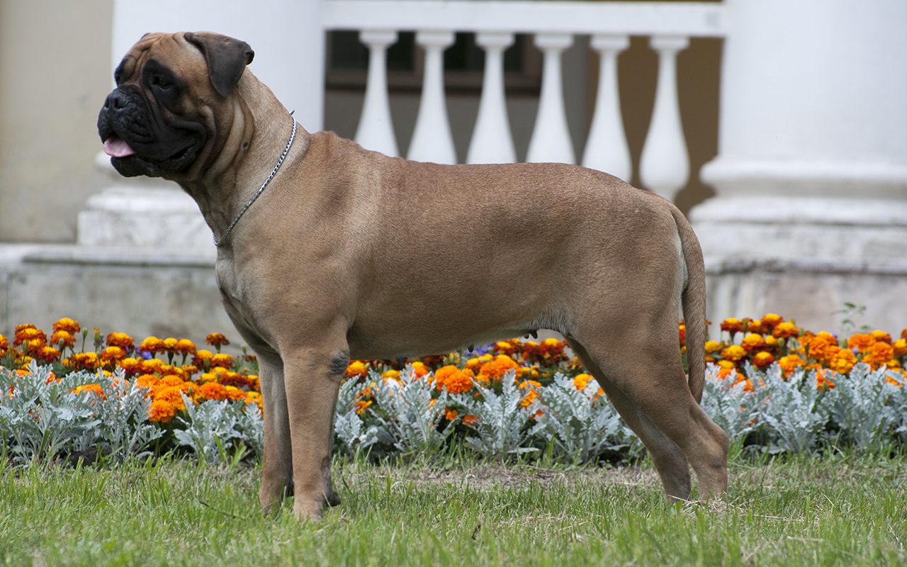 Apariencia del Bullmastiff