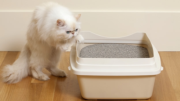 Katze geht nicht ins Katzenklo