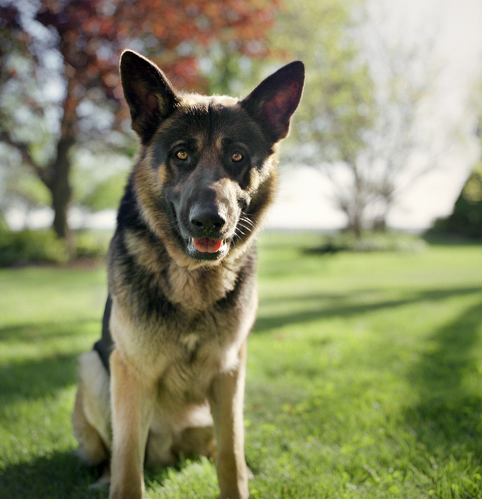 Adiestramiento de perros