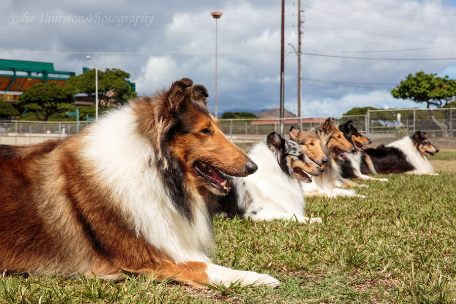 Adiestramiento de perros