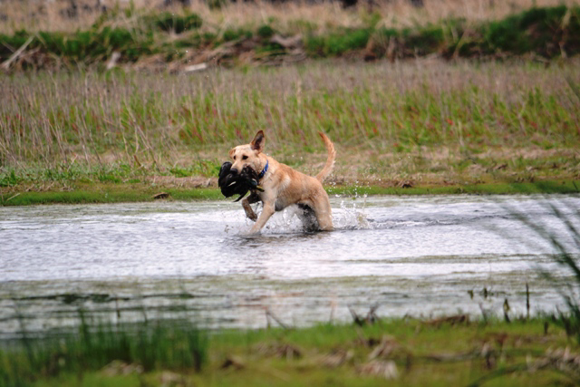 Adiestramiento de perros