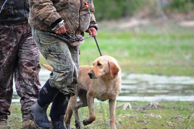Adiestramiento de perros