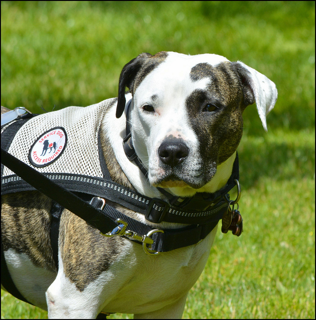 Adiestramiento de perros