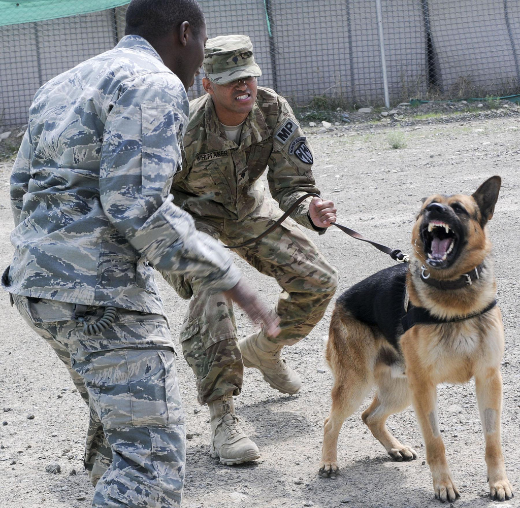 Adiestramiento de perros