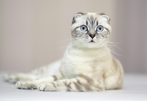 Cuidado de los gatos de raza Scottish Fold