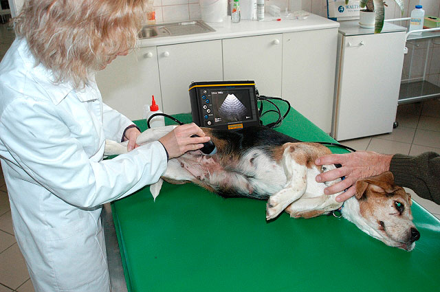 ventajas e inconvenientes de la ecografía, ecografía en animales, medicina moderna para animales