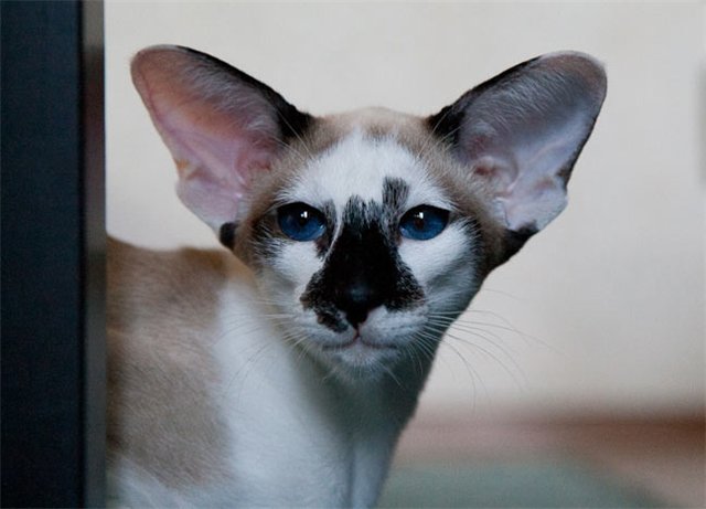 gato de Seychelles