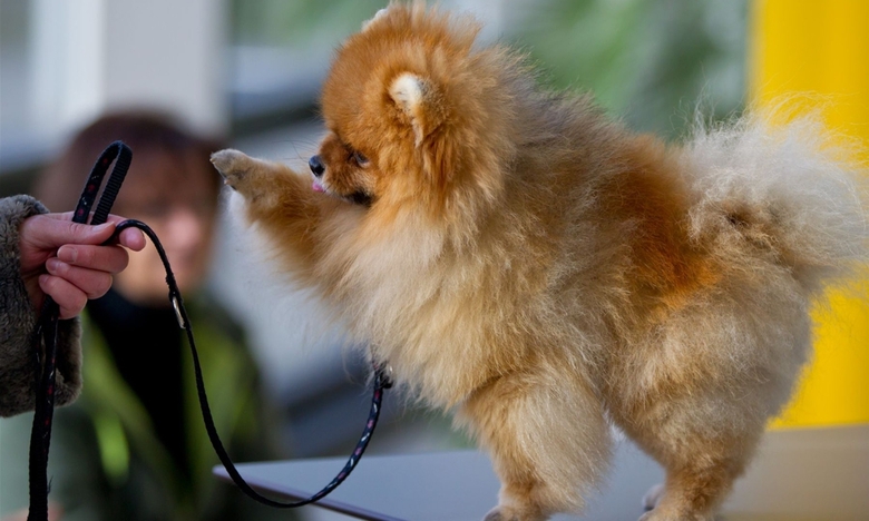 exposición de perros en Núremberg