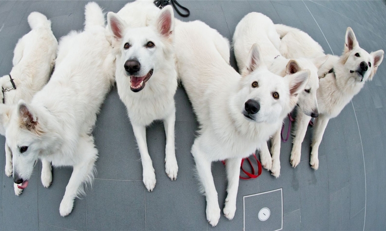 participantes de la exposición canina
