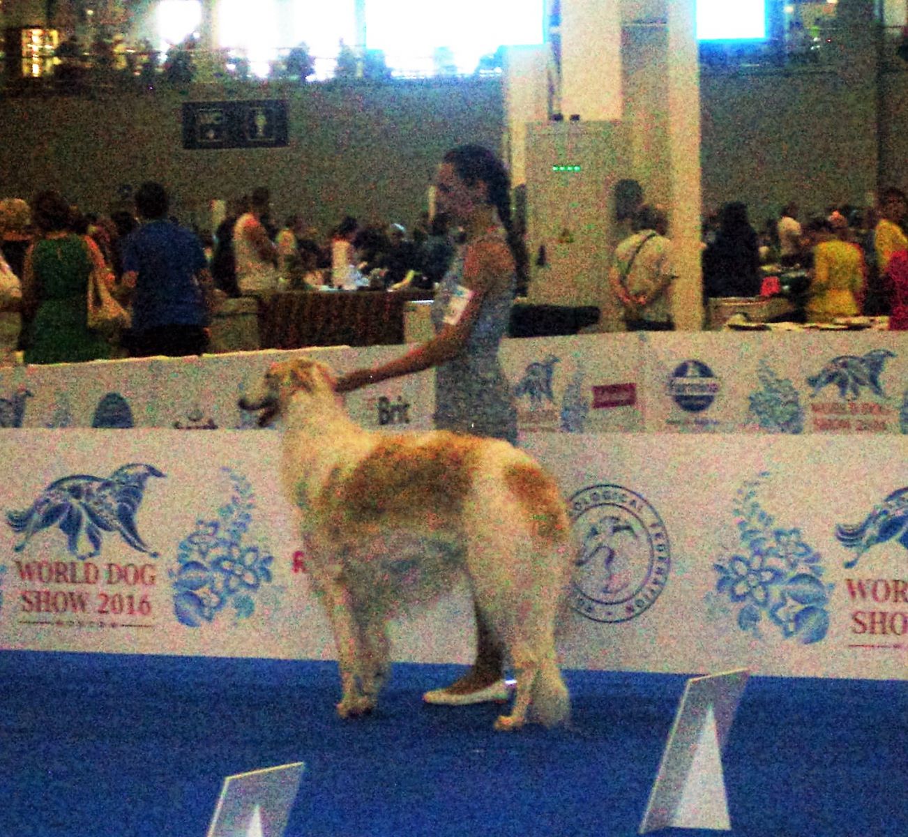 Borzoi ruso