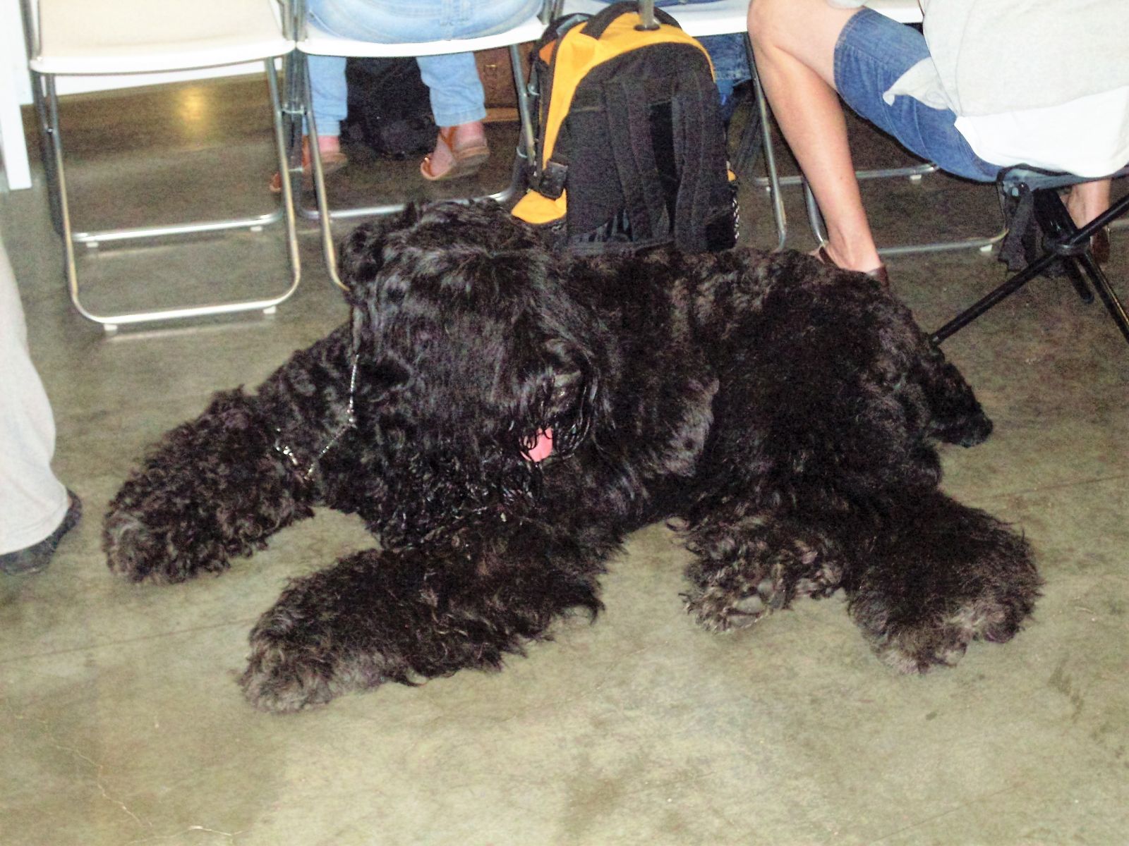 Terrier Negro Ruso