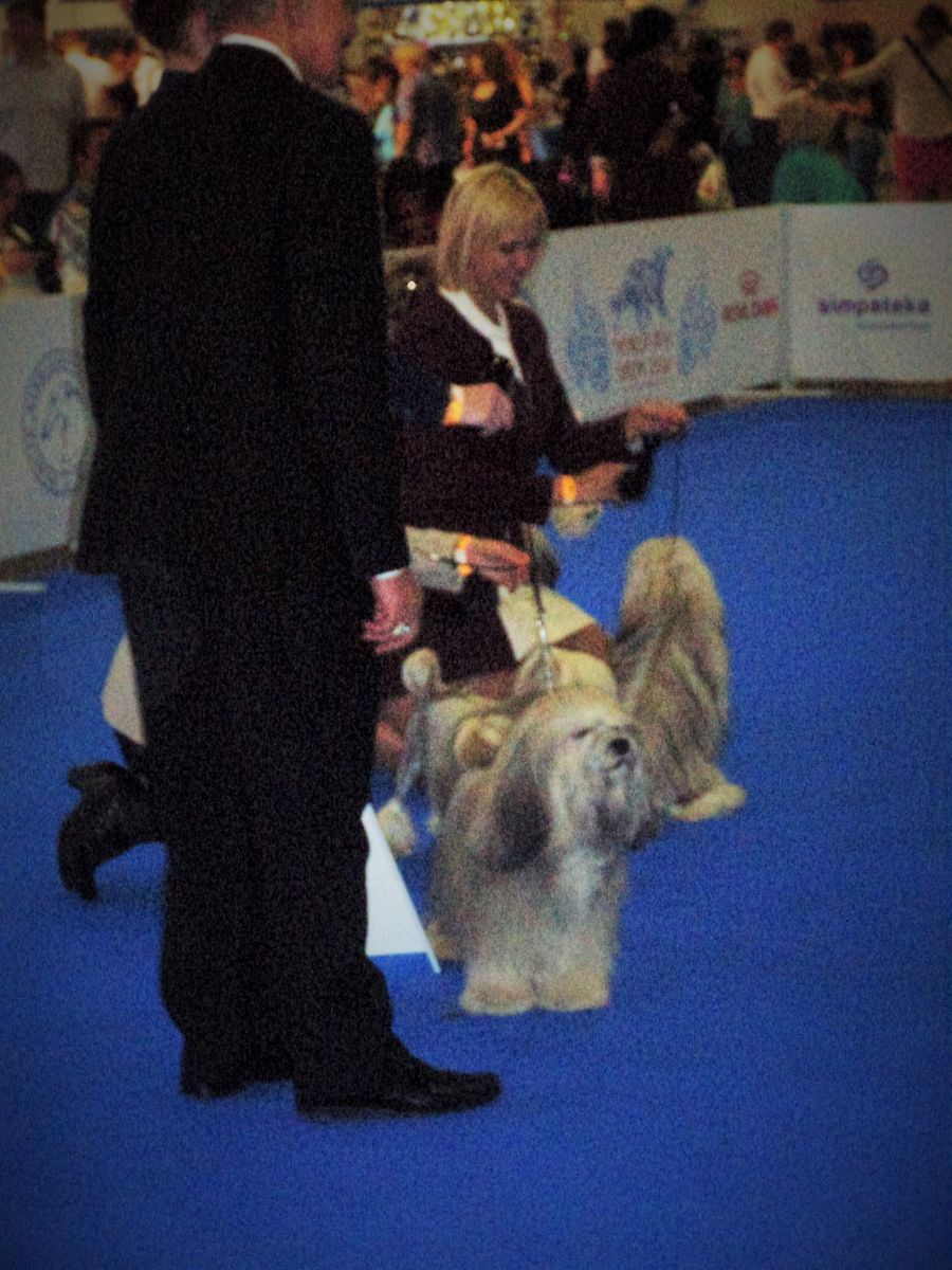 Pequeños perros león