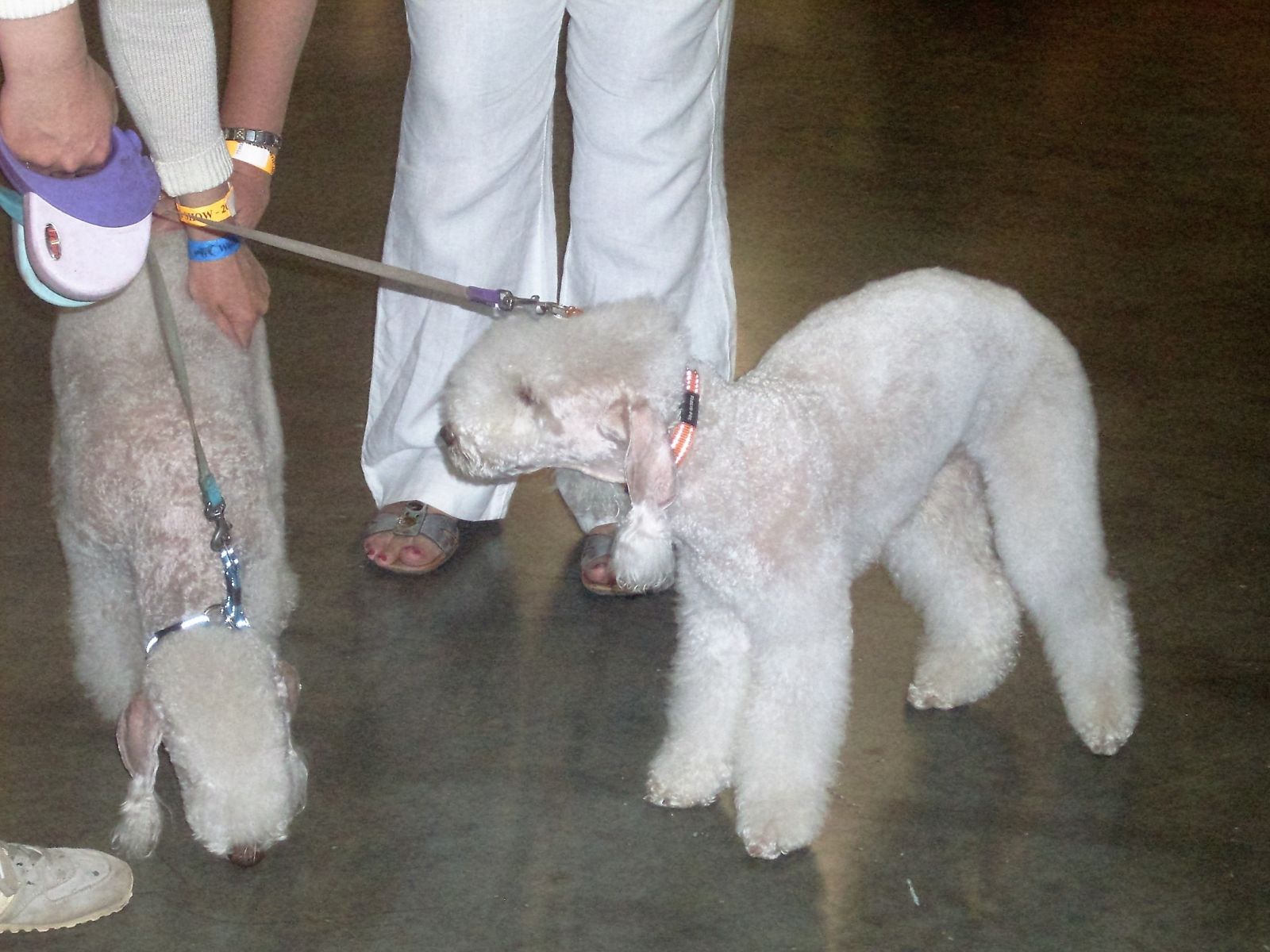 Bedlington terrier