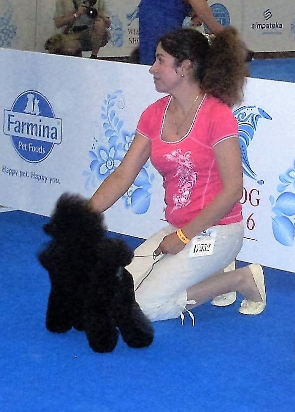 Caniche con peinado León Escandinavo