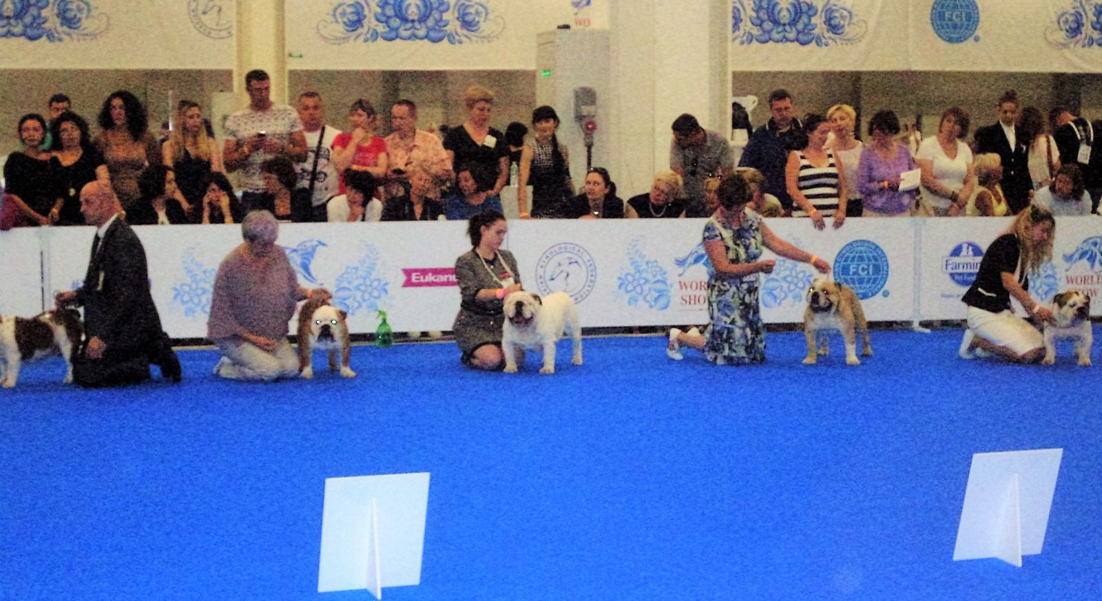 Bulldogs ingleses
