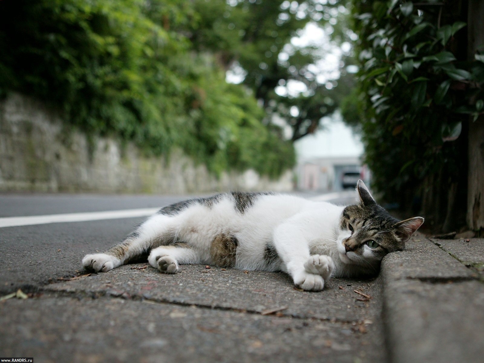 búsqueda del gato perdido