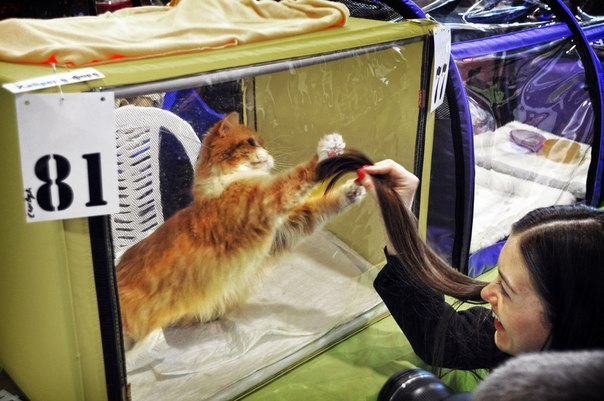 gatos, perros, exposición de gatos, acuariofilia