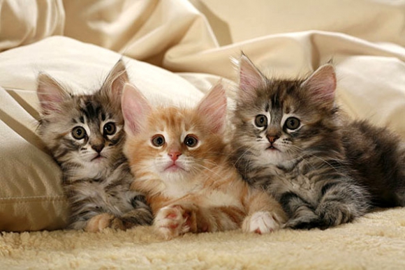 Normas de cría de gatos en Alemania