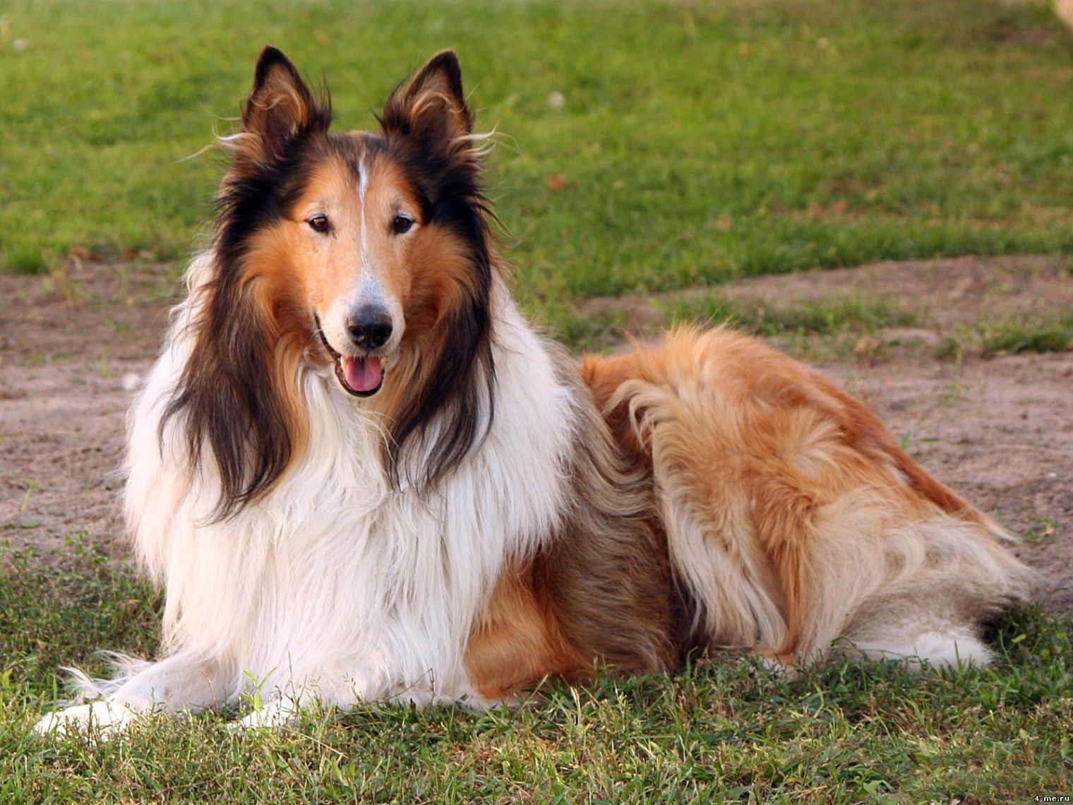 Collie (Pastor escocés)