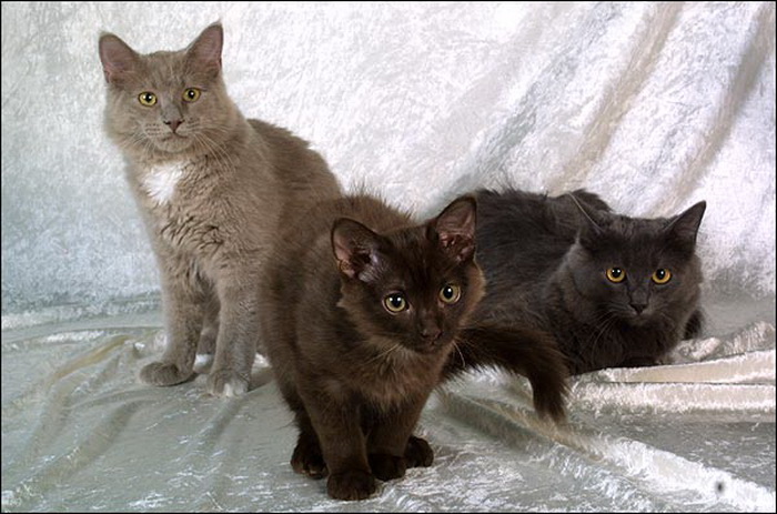 gatitos chocolate de York