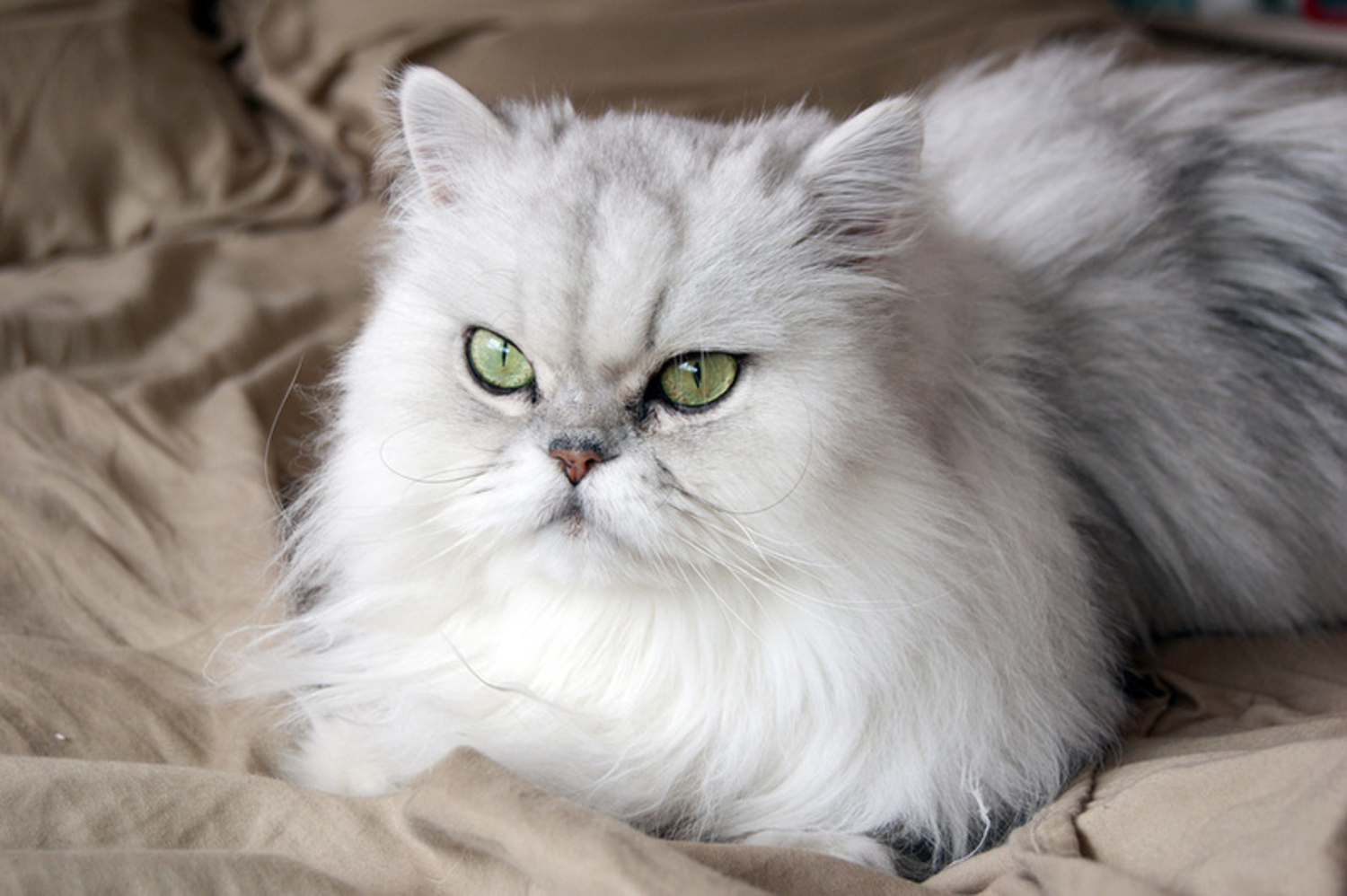 Gato persa
