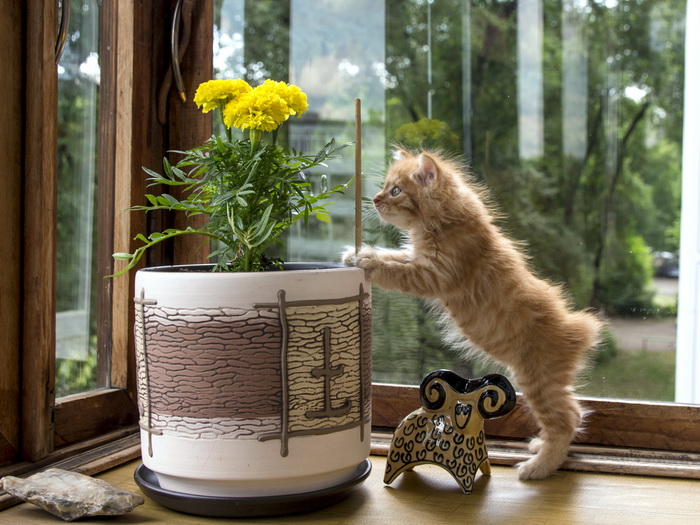 gatito de bobtail de Kuril
