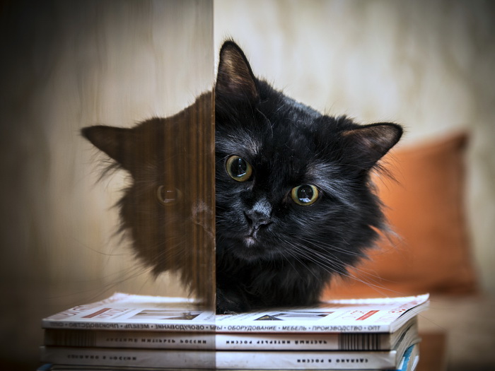 bobtail de Kuril negro