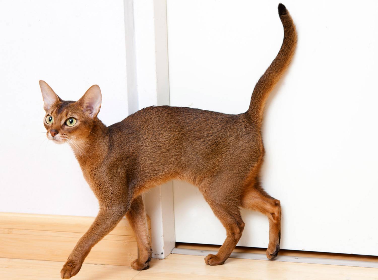 Gato abisinio