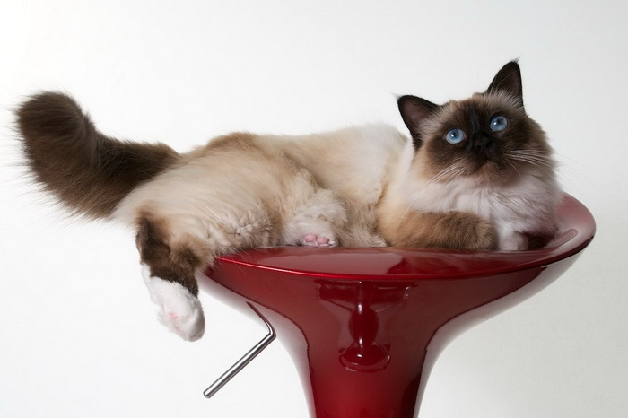 gato birmano