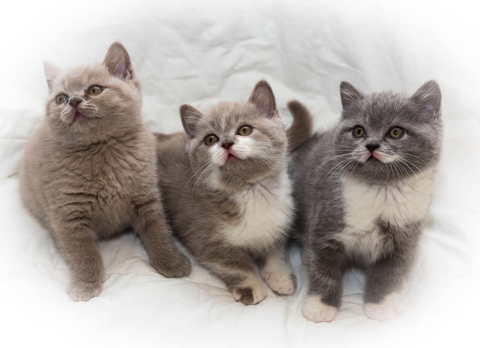 gatitos de gato British Shorthair