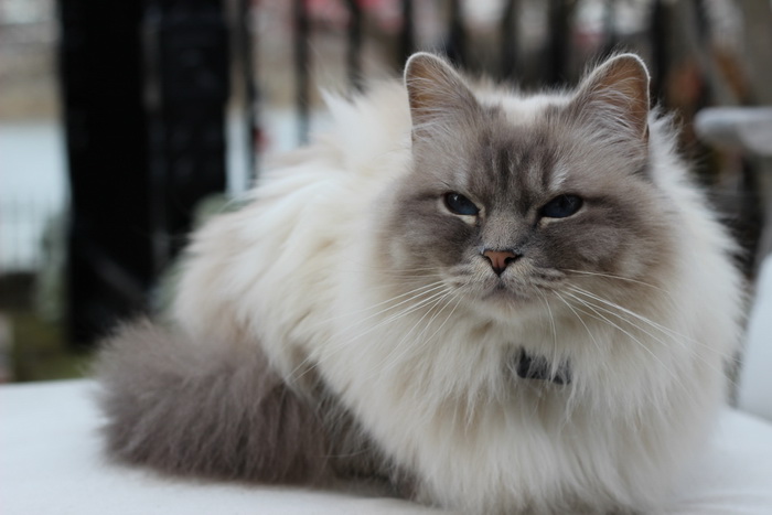 Foto de gato birmano