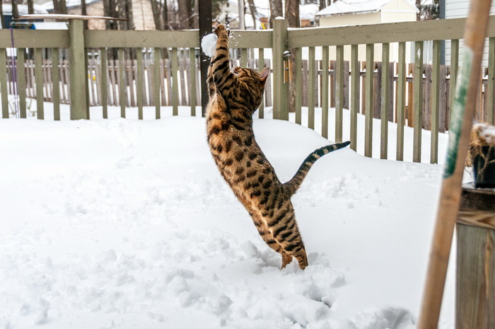 gato bengalí
