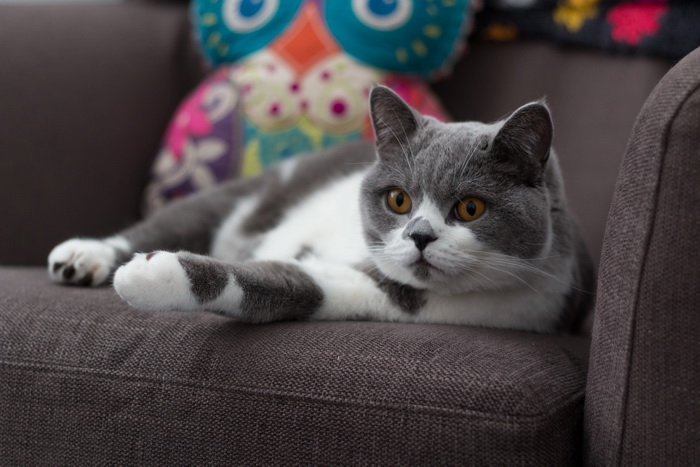 gato británico