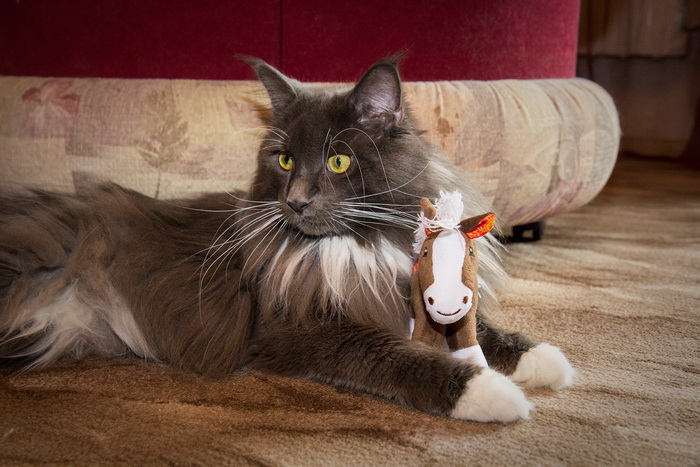 Maine Coon gris